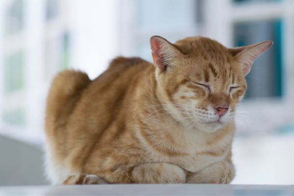 I Gatti possono avere la febbre? Amici e Natura iTALIA I Gatti possono avere la febbre? Amici e Natura iTALIA